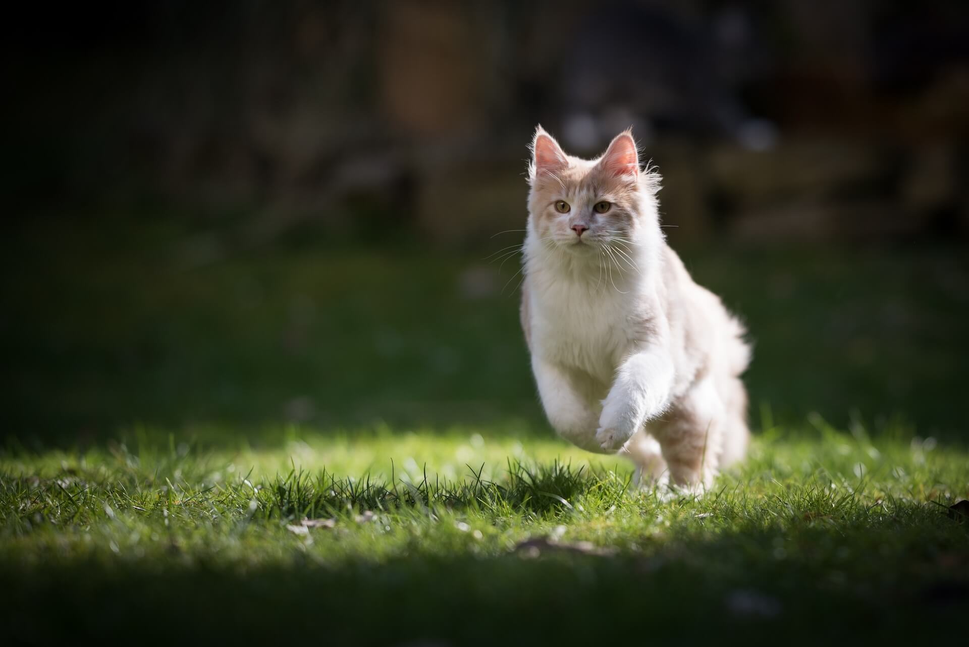 Cat jumping around
