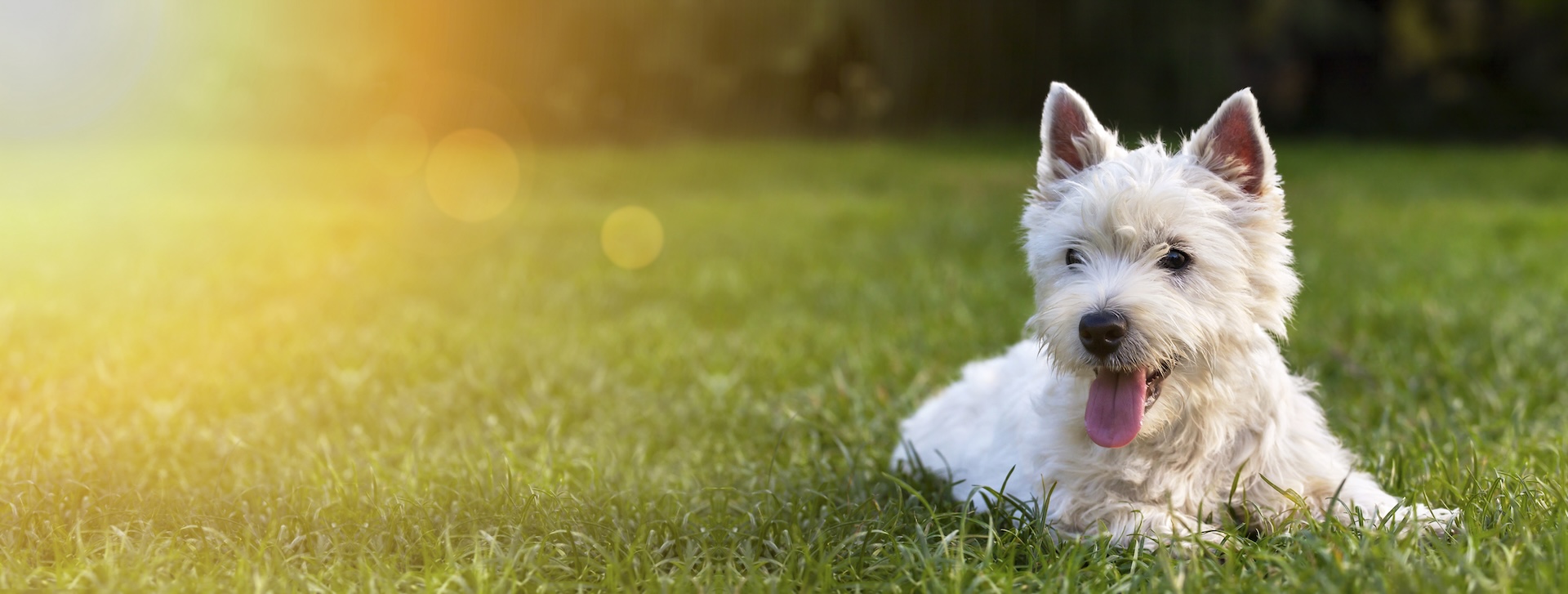 White dog