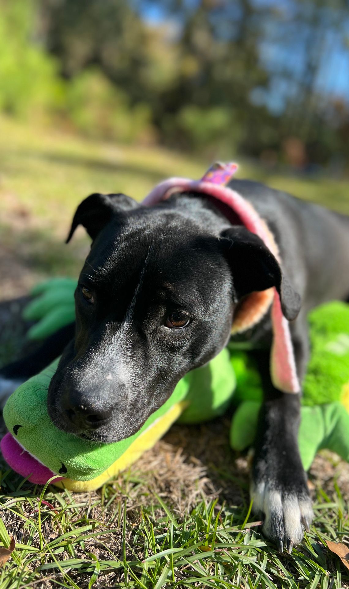 Meet Dumplin, a beautiful mixed breed dog. She is available for adoption at Pet Friends Veterinary Clinic in Columiba, SC