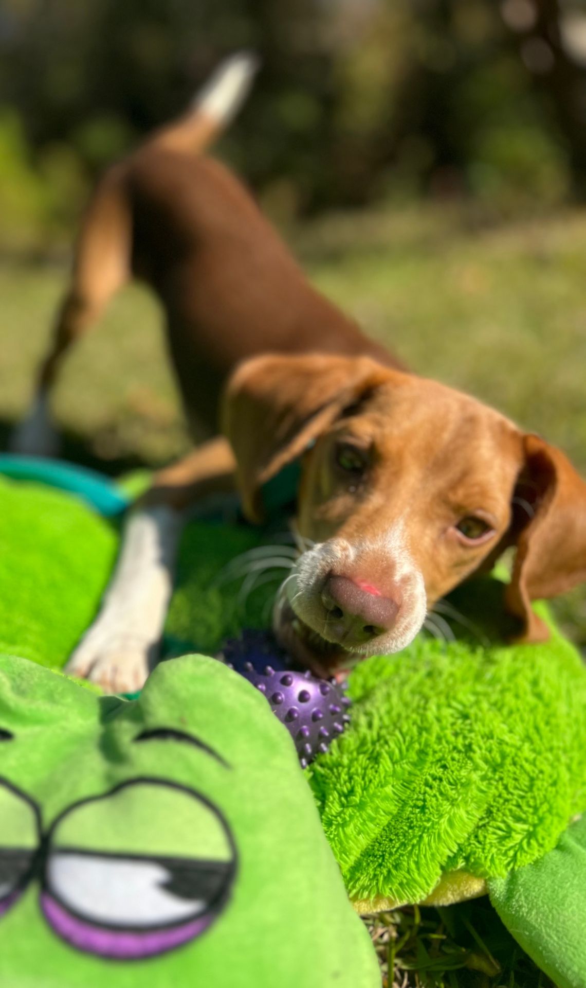 Meet Lane, a handsome beagle looking for his forever home. He is available for adoption at Pet Friends Animal Clinic in Columbia, SC