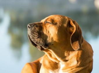 Can Dogs Get Sunburnt? Dog Sunburn Signs, Symptoms, and When to See Your Veterinarian