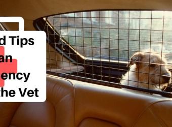 Pet First Aid Tips: Preparing for an Emergency Trip to the Vet