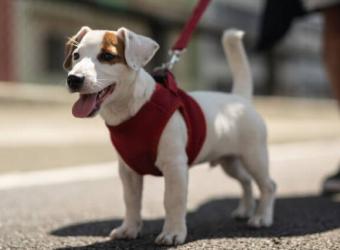 Avoiding Burnt Dog Paws: How to Care for Your Pup’s Paws in the Summer Heat