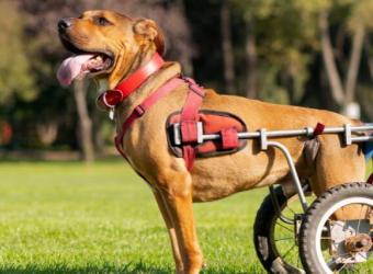 Why a "Less Adoptable Pet" May Be Your Perfect Match