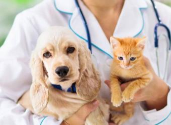 Why An Annual Pet Blood Test Can Be a Lifesaver (And What It Detects)